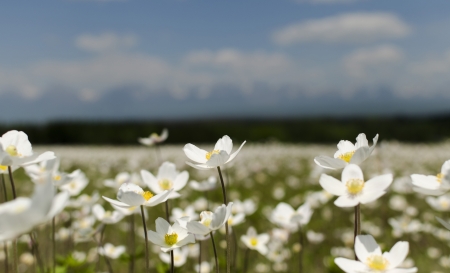 A large field of wild white poppies の写真素材