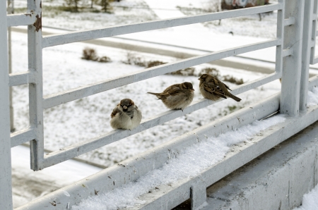 Three sparrows sitting on a metal fence in winterの写真素材