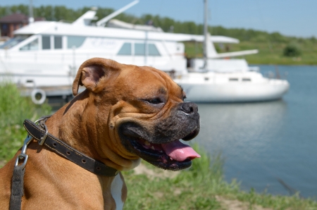 Boxer breed dog is sitting on the bay shore hanging out its tongue の写真素材
