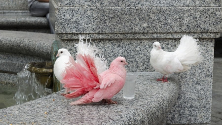 Colorful doves on a parapetの写真素材