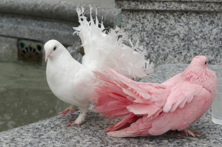 Two colorful doves on a parapetの写真素材