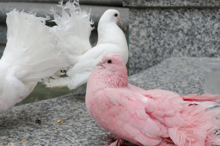 Colorful doves on a parapetの写真素材