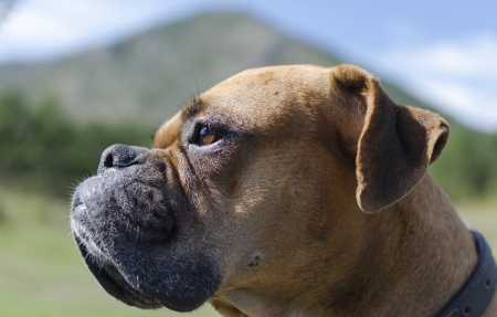 Boxer breed dog muzzle close-up in sunny dayの写真素材