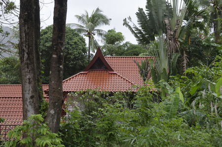 Red wet roof of a house in the jungle among the palmsの写真素材