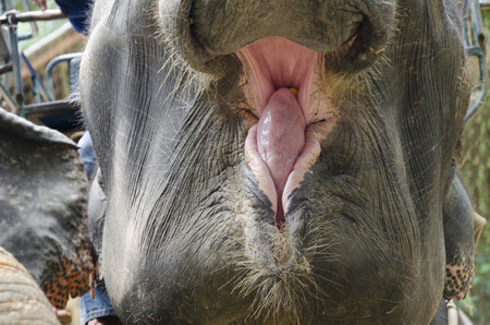 Opened mouth of elephant who swallowed a bananaの写真素材