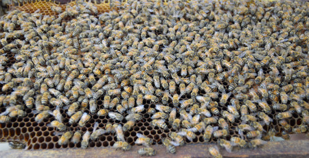 Frame with bees