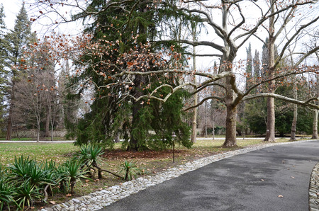 Western Sycamore Platanus Ossidentalis in the botanical garden of the house-museum of Alexander Chavchavadze in Tsinandali. Georgiaのeditorial素材