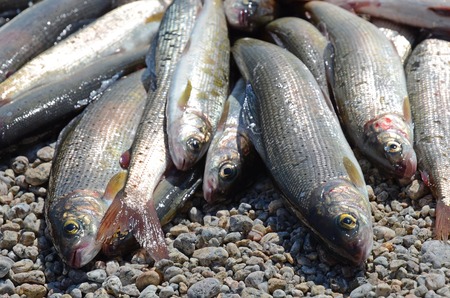 Catch of Baikal grayling - unique delicious fish