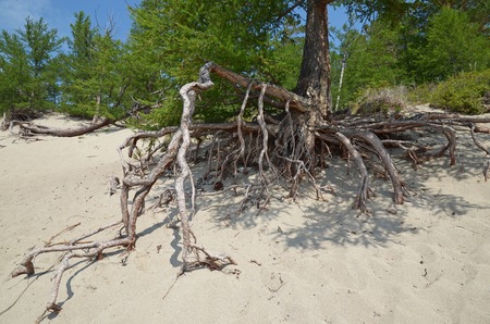 Famous stilted trees in Sandy Bay on the coast of Lake Baikal.の写真素材