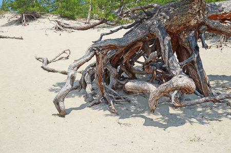Famous stilted trees in Sandy Bay on the coast of Lake Baikal.の写真素材