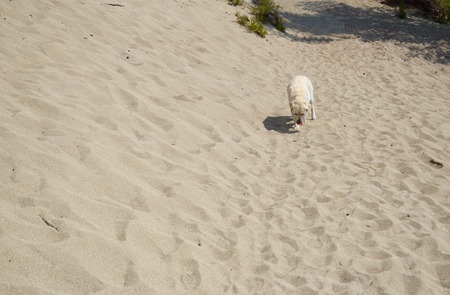 Lone dog in the middle of the sand. Sandy Bay, Lake Baikalの写真素材