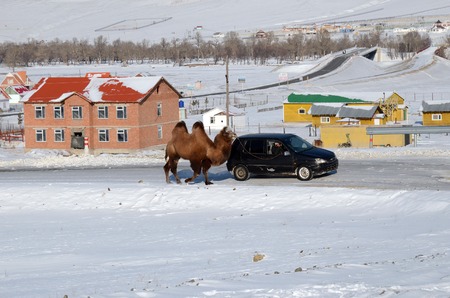 Central Aimag, Mongolia-Dec,03 2015: Camel is on a leash with the car in Terelj National Park in Mongoliaのeditorial素材
