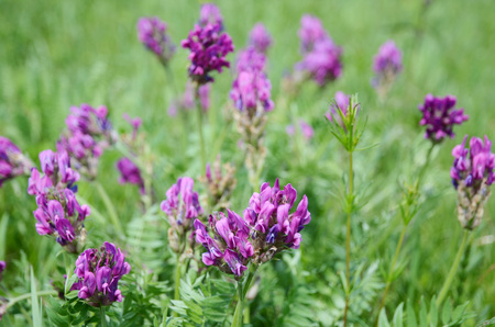 A large field of Sainfoin, lat. Onobrychis, in summerの写真素材