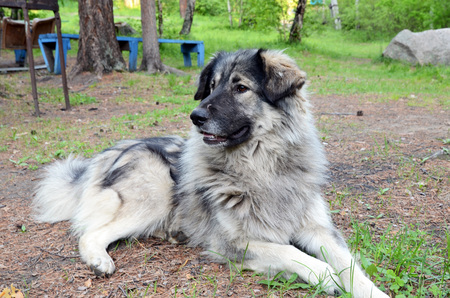 Big grey dog of shepherd lie on the groundの写真素材
