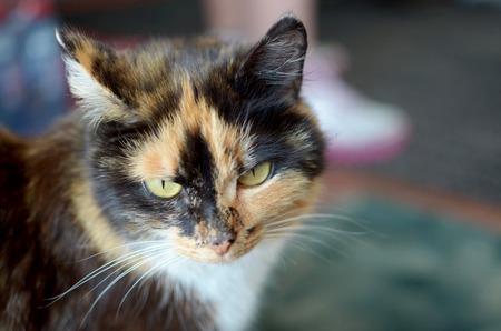 Portrait of a green-eyed spotted fluffy cat in the yardの写真素材