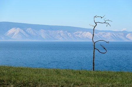 Bizarre Dancing tree and Blue Baikal Waterの写真素材