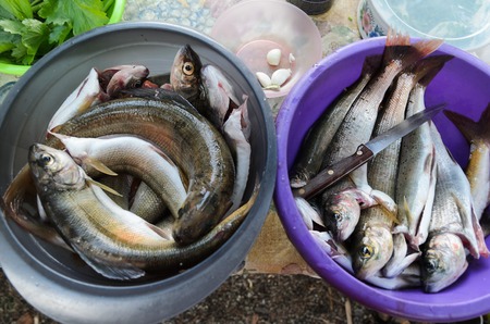 Catch of Baikal white grayling in two basins