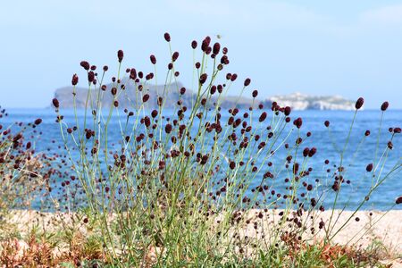 Burgundy balls of Burnet, lat. Sanguisorba officinalis, on a background of water. Lake Baikal coast. Medicinal herbの写真素材