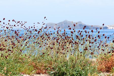 Burgundy balls of Burnet, lat. Sanguisorba officinalis, on a background of water. Lake Baikal coast. Medicinal herbの写真素材