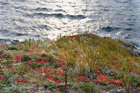 Ephedra horsetail, lat. Ephedra equisetina Bge., plant with beneficial healing propertiesの写真素材