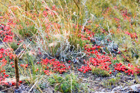 Ephedra horsetail, lat. Ephedra equisetina Bge., plant with beneficial healing properties