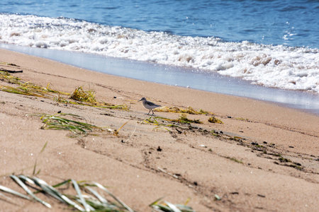 Small birf is walking along coast. Barguzinsky Bay, Russiaの写真素材