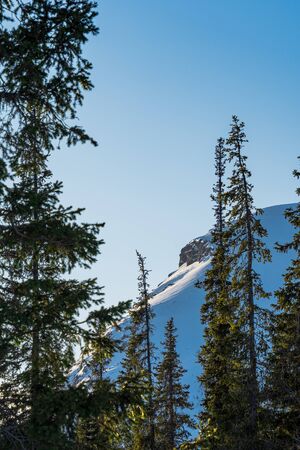 Cold winter day, spring, March, mountain range in the sun in the forestの写真素材