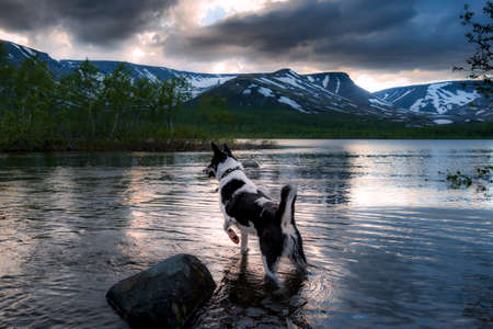 Lake, river, mountains, dog in the water, summer, warmth, insects, travelの写真素材