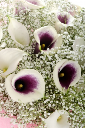 Bouquet of purple and white callas and gypsophilaの写真素材