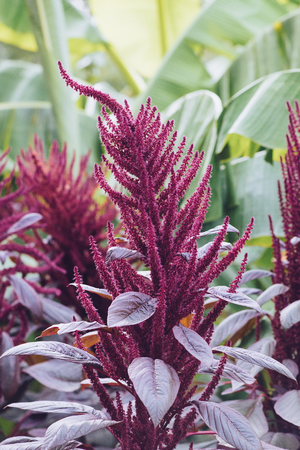 Beautiful  Amaranth purple flower in the Botanical Garden. Crimea, Yaltaの写真素材