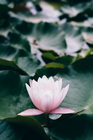 Beautiful  water lily flower in the pound. Crimea, Yaltaの写真素材