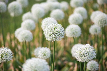 beautiful meadow with flowers of white Alliumの写真素材