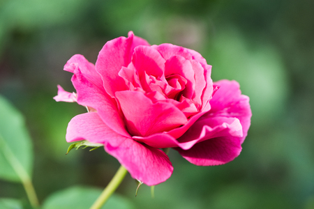 Rose flower with an open bud lit bright summer sunの写真素材