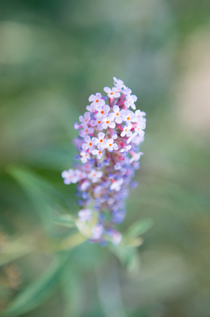 Lilac flower close-up. Young branch of lilac illuminated by the sun.の写真素材