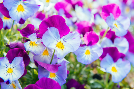 Flowers of purple-blue pansyの写真素材
