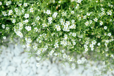 White flowers of ornamental plant Alissumの写真素材