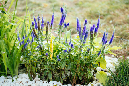 Veronicastrum virgin open ground flowersの写真素材
