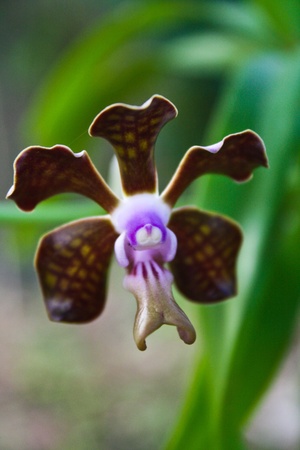 Wild orchid bloomingの写真素材