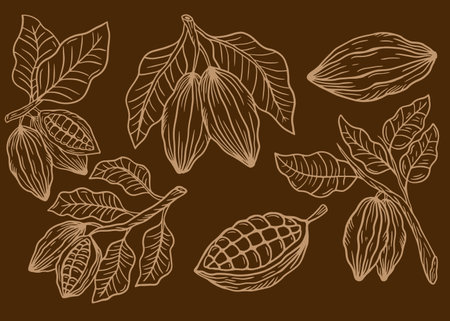 Hand drawn cacao, leaves, cocoa seeds and chocolate illustration setのイラスト素材