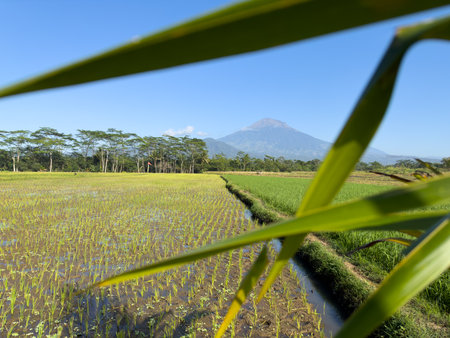 Lush Green Rice Field with sumbing Mountain View Under Clear Blue Skyの写真素材