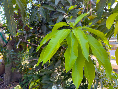 Close-up of Vibrant Green Mango Leaves in Sunlit Gardenの写真素材