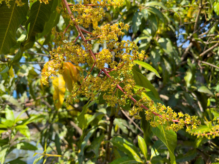 Close-up of mango tree blossoms with lush green leaves in sunlightの写真素材