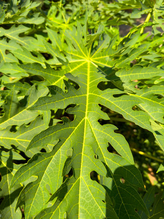 Close-up of vibrant green papaya leaf with sunlight highlightsの写真素材