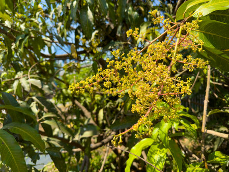 Mango flowers on the tree in the gardenの写真素材