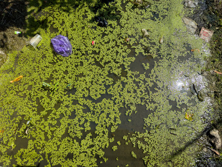 Polluted pond with floating debris trash and algae in natural settingの写真素材
