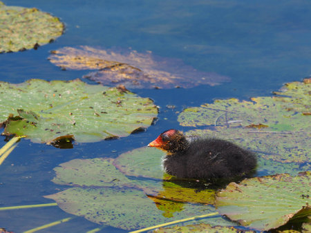 Coot on water lily - Fulica atraの写真素材