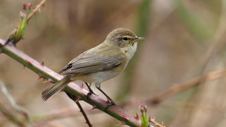 Chiffchaff - Phylloscopus collybitaの写真素材