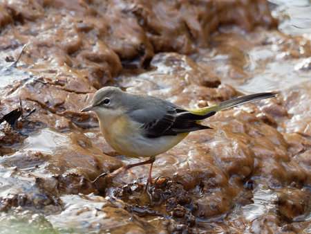 Grey Wagtail - Motacilla cinereaの写真素材
