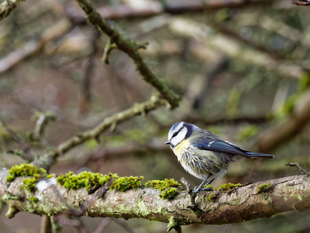 Blue Tit ( Cyanistes caeruleus )の写真素材