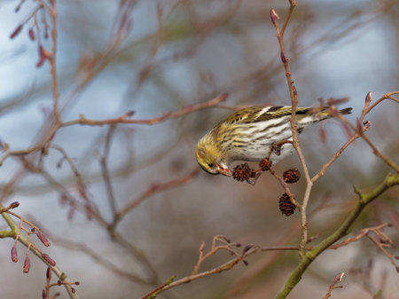 Eurasian Siskin - Carduelis spinus
